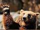 GrandBear