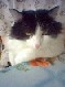 Alexey
